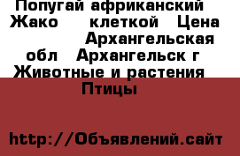 Попугай африканский - Жако , c клеткой › Цена ­ 45 000 - Архангельская обл., Архангельск г. Животные и растения » Птицы   